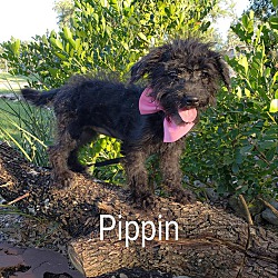 Photo of Pippin