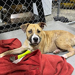 Photo of Apollo