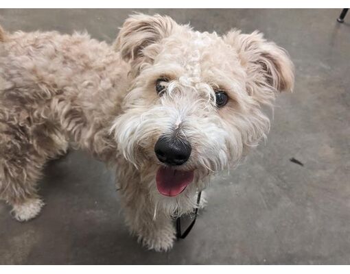 Phoenix, AZ - Pumi. Meet PUMI a Pet for Adoption - AdoptaPet.com