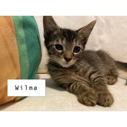 Thumbnail photo of Wilma #1