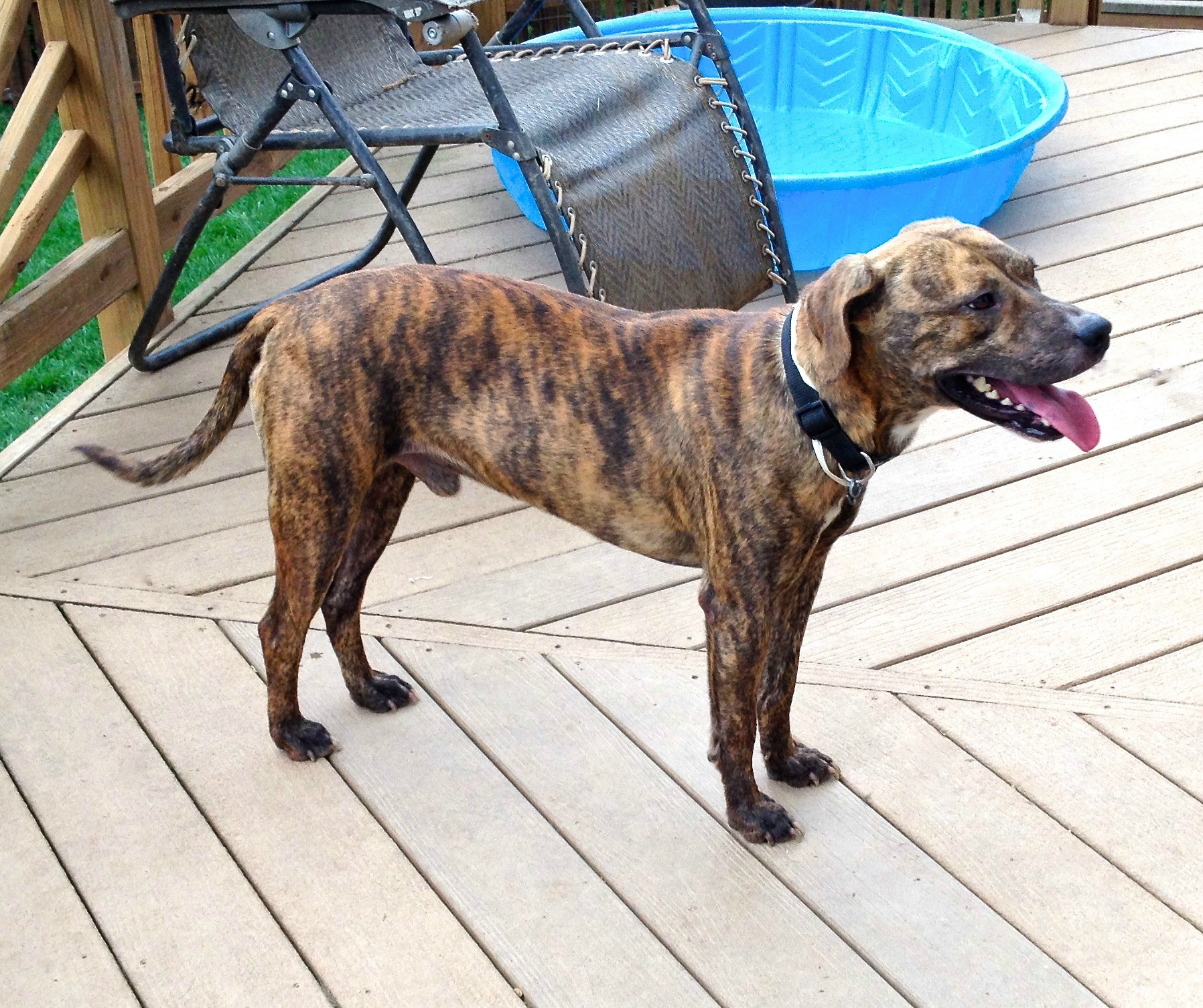 Ijamsville Md Mountain Cur Meet Max A Pet For Adoption - 