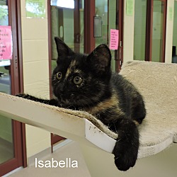 Thumbnail photo of Isabella #4