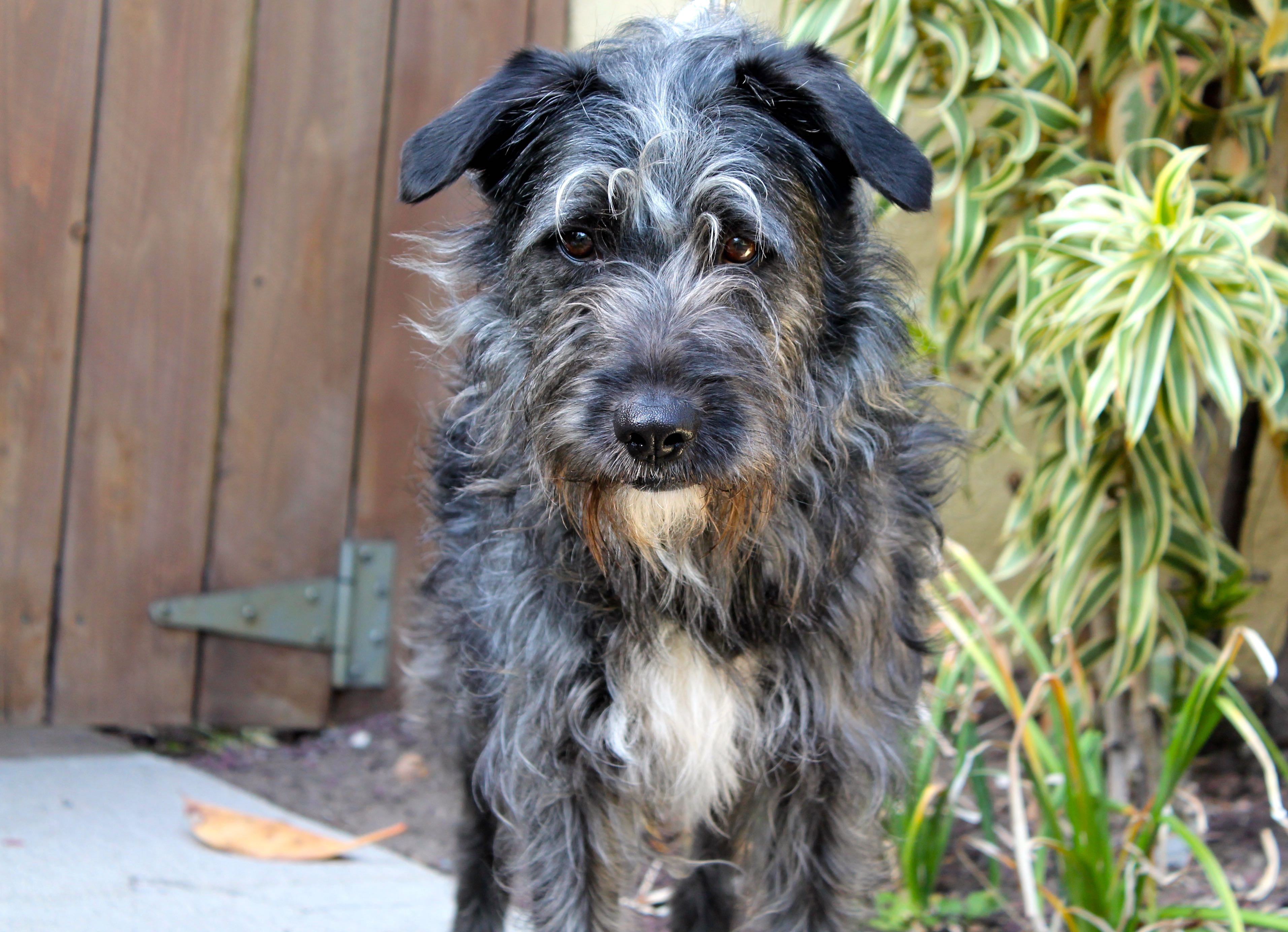cholo xoloitzcuintli