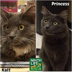 Thumbnail photo of Katt & Princess #1