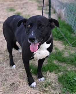 dna for dogs petsmart