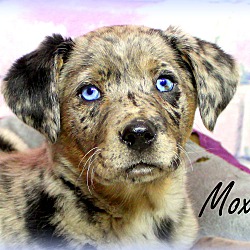 Thumbnail photo of Moxie~adopted! #2