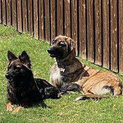 bonded pet photo