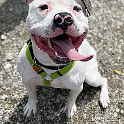 Photo of Ace