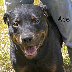 Photo of Ace