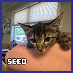 Photo of Seed