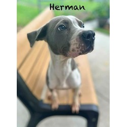 Photo of HERMAN
