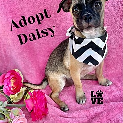 Thumbnail photo of Daisy #2