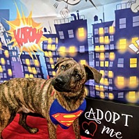 adopt a pet