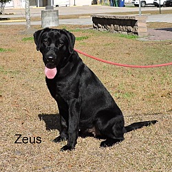 Thumbnail photo of Zeus #1