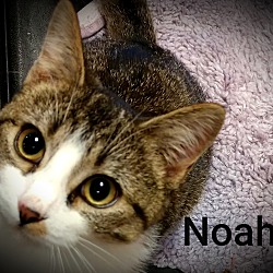 Thumbnail photo of NOAH #3