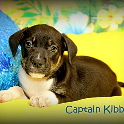 Thumbnail photo of Captain Kibbles~adopted! #3