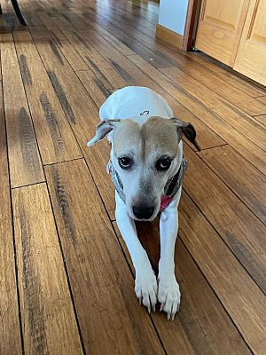 Brooklyn, MI - Jack Russell Terrier/American Pit Bull Terrier. Meet