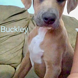 Photo of BUCKEY