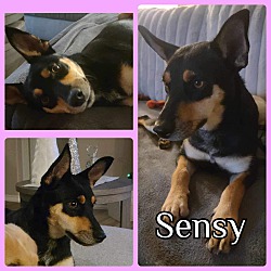 Photo of Sensy