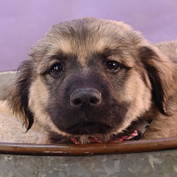 Thumbnail photo of Su-Paw-Star Pups - Tina Spay #1