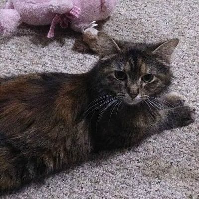 Bayonne, NJ - Maine Coon. Meet WV - Dottie (MCR) a Pet for Adoption ...