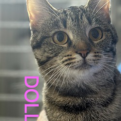 Thumbnail photo of DOLLY #1