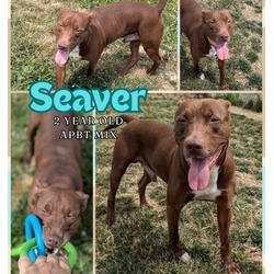 Thumbnail photo of Seaver #1