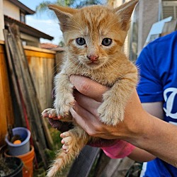 Thumbnail photo of Antonio (Bonded with Tux) #4