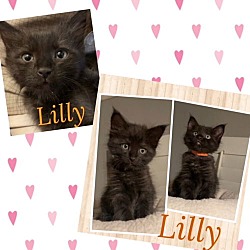 Thumbnail photo of Lilly H #2