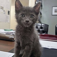 adopt a pet
