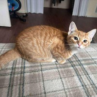 adopt-pet