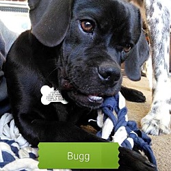 Thumbnail photo of Bugg #1