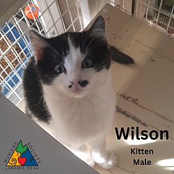 Thumbnail photo of Wilson #1