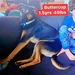 Thumbnail photo of Buttercup #3
