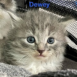 Thumbnail photo of Dewey #3
