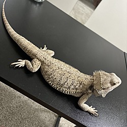 Thumbnail photo of Kali (Bearded Dragon) #1