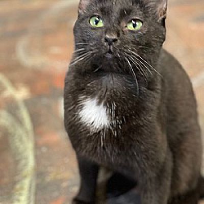 Minneapolis, MN - Domestic Shorthair. Meet Lacey a Pet for Adoption ...