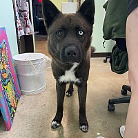 adopt a pet