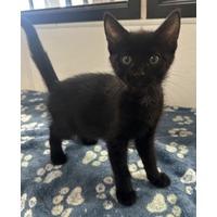 adopt-pet