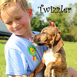 Thumbnail photo of Twizzler ~ adopted! #1