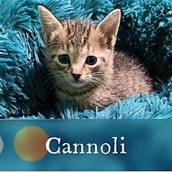 Thumbnail photo of Cannoli Rigitoni Grigio #2