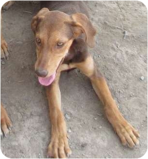 redbone coonhound husky mix