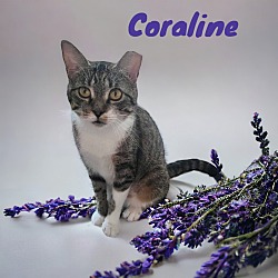 Thumbnail photo of Coraline #1