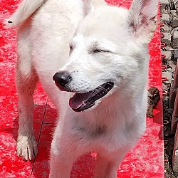 Photo of Lilly Polar Bear