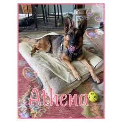 Photo of Athena