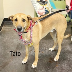 Thumbnail photo of Tato #1