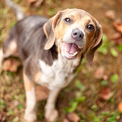 Thumbnail photo of DIXIE IS PERFECT BEAGLE #2