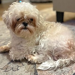 Thumbnail photo of JOSHUA  8 LBS 1 YR SHIH TZU #3