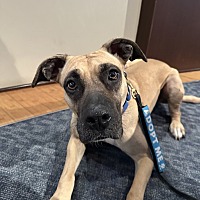 adopt a pet