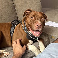 adopt a pet